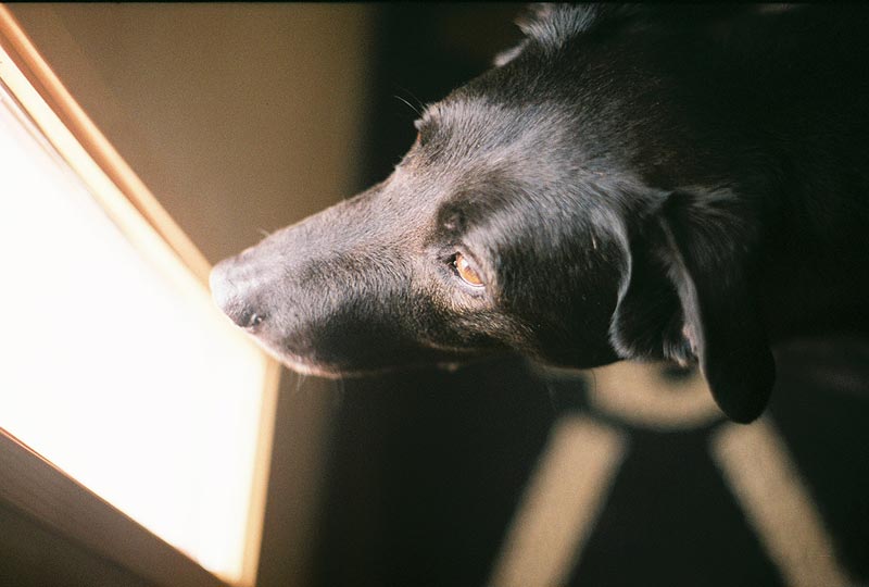 a picture of Ozzy the dog looking out a window